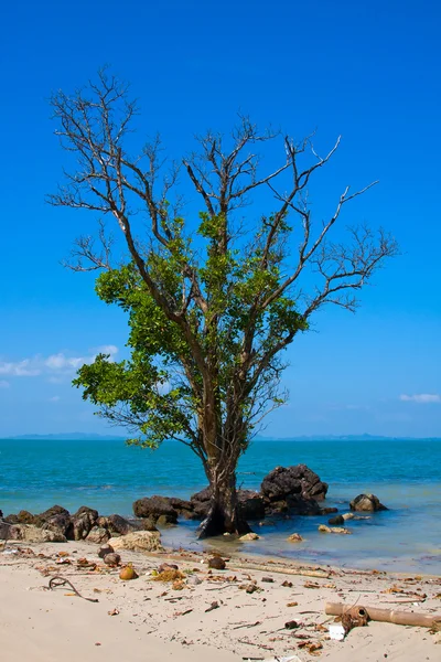タイのビーチでの孤独な古い木 — ストック写真