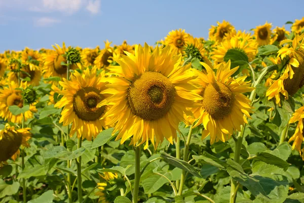 Sunflower field over blue sky — Stock Photo, Image