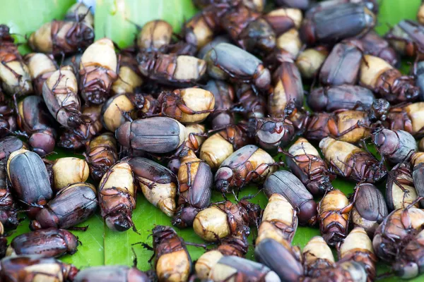 Fried beetles — Stock Photo, Image