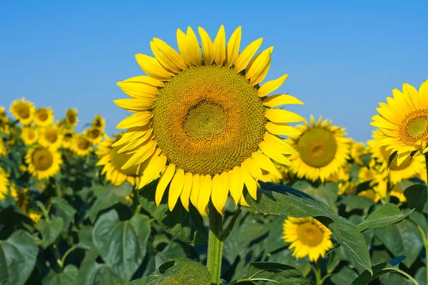 Solros fält under blå himmel — Stockfoto