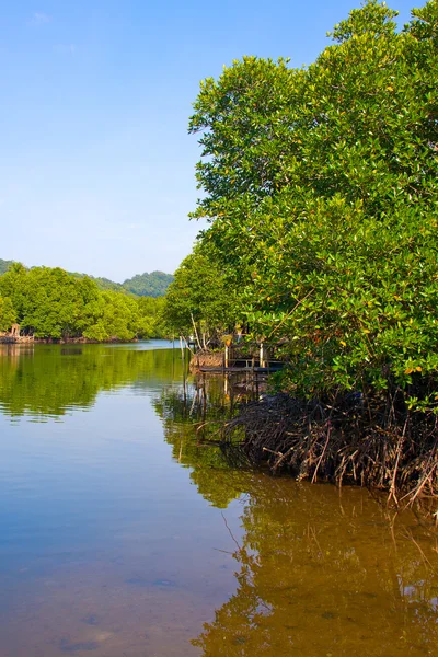 Mangroveskog i golfen av thailand — Stockfoto