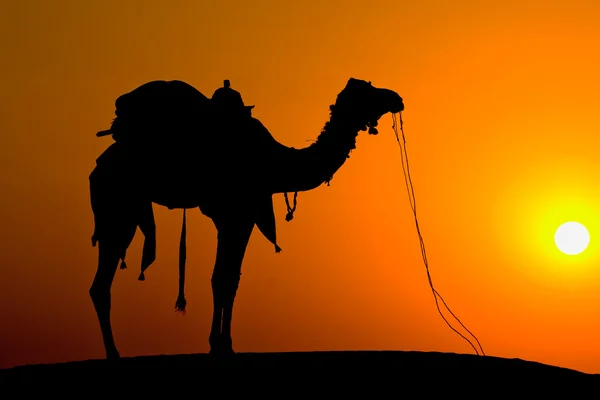 Cammello silhouette al tramonto sulle dune del deserto Thar. Jaisalmer, India. — Foto Stock