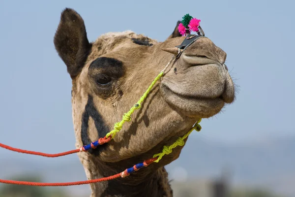 Camel at the Pushkar Fair , Rajasthan, India — Stock Photo, Image