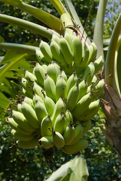 Plátanos verdes en un árbol — Foto de Stock