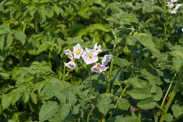 Campo de patatas — Foto de Stock