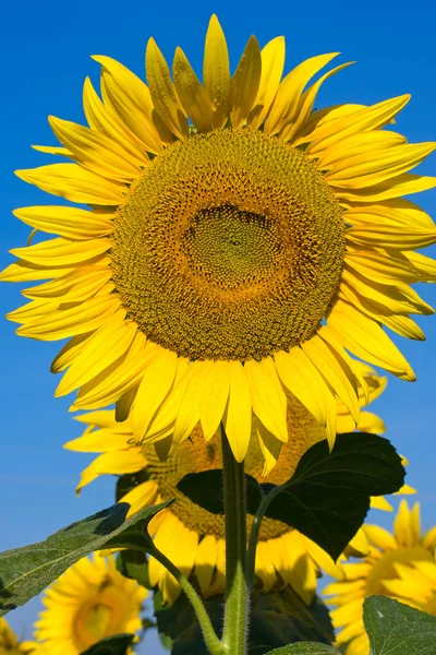 Champ de tournesol sur ciel bleu — Photo