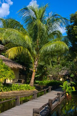 güzel palmiye ağacı, Tayland ile tropikal plaj