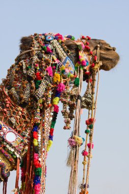 pushkar rajasthan, Hindistan Fuarı, deve