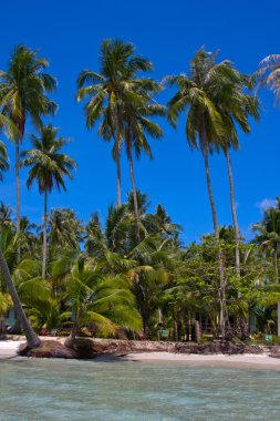 palmiye ağaçları ve beach, Tayland.