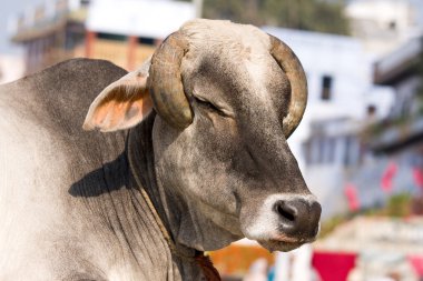 Indian holy cow in front of the typical Indian house, Varanasi, India clipart