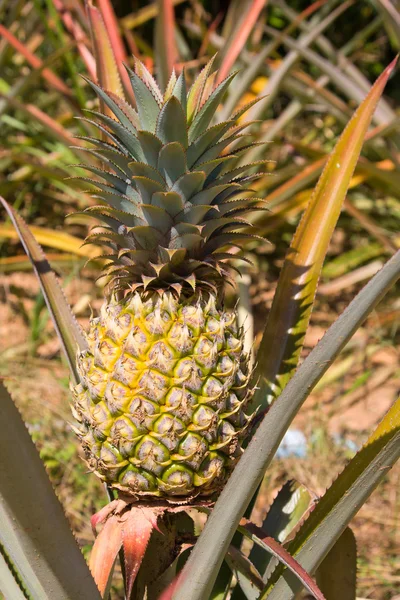 Pianta di ananas — Foto Stock