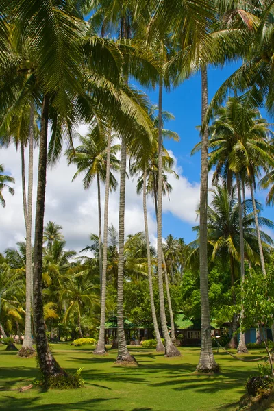 Palmbomen en strand, thailand. — Stockfoto