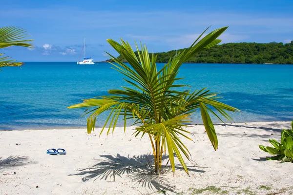 Palmy a beach, Thajsko. — Stock fotografie