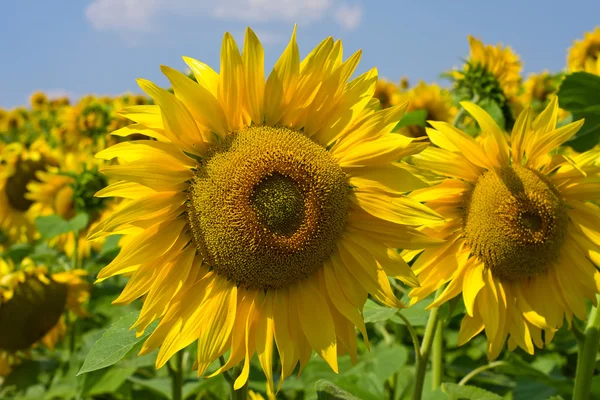 Champ de tournesol sur ciel bleu — Photo