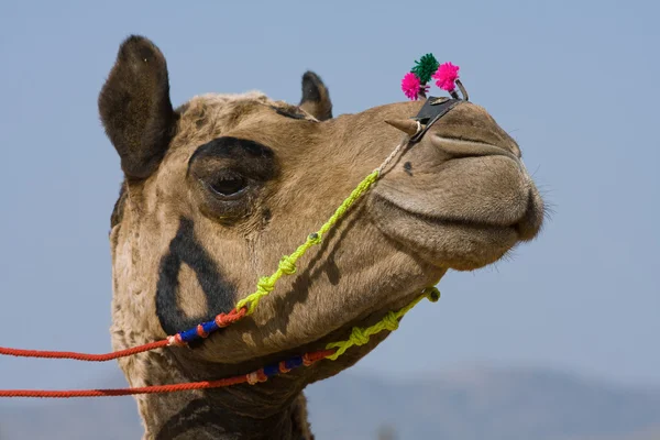 Camel at the Pushkar Fair , Rajasthan, India — Stock Photo, Image