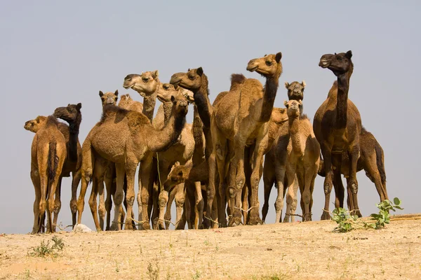 Camelo na Feira de Pushkar em Rajasthan, Índia — Fotografia de Stock