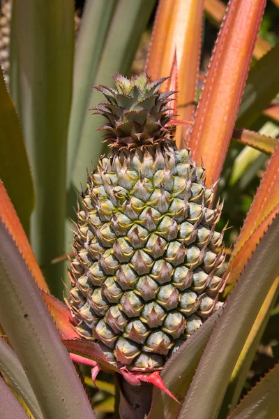 Ananas anläggningen — Stockfoto