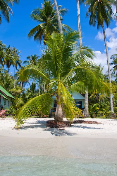 Tropical beach with exotic palm trees on the sand — Stock Photo, Image