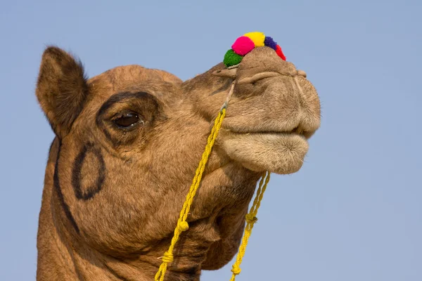 Velbloud na veletrhu v rajasthan, Indie pushkar — Stock fotografie