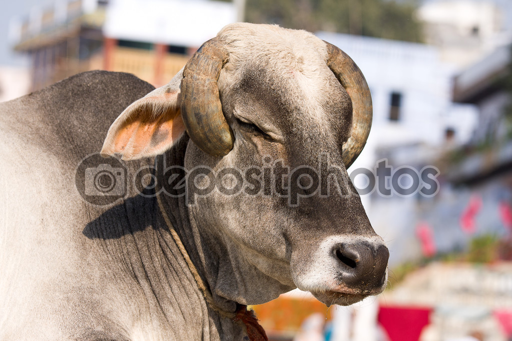 Indian holy cow in front of the typical Indian house, Varanasi, India