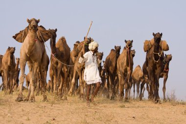Pushkar rajasthan Fuar (pushkar deve mela), Hindistan