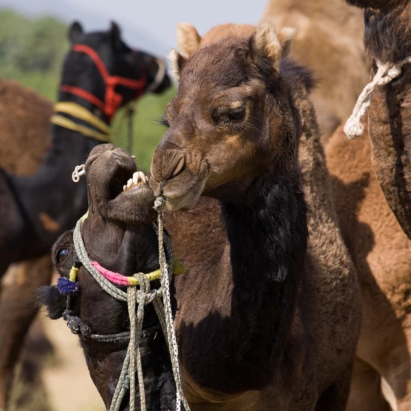 Camello en la Feria de Pushkar, Rajastán, India — Foto de Stock