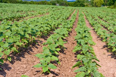 yeşil alan ayçiçeği