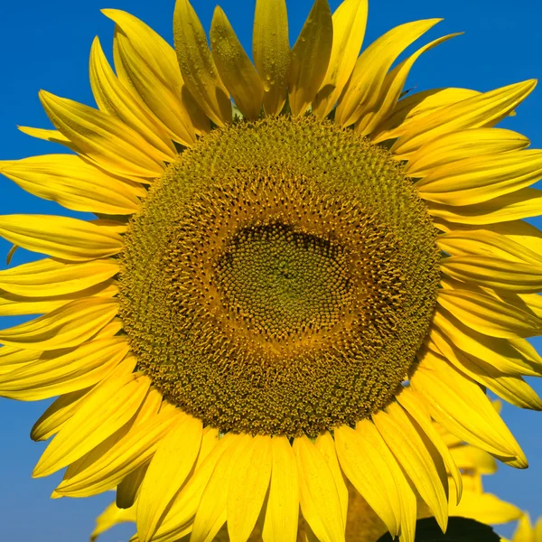 Sunflower field over blue sky — Stock Photo, Image