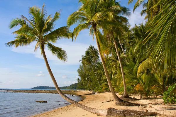 Praia tropical com palmeiras exóticas na areia Tailândia — Fotografia de Stock