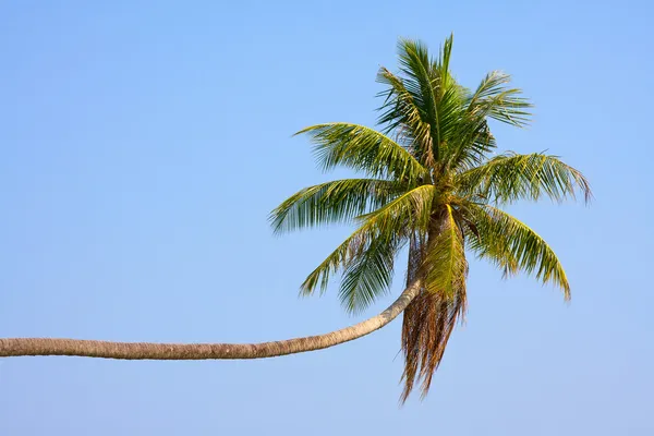 Kokosnötter palm tree — Stockfoto