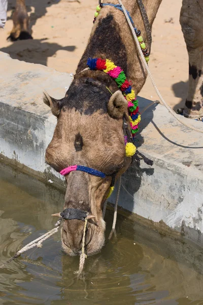 プシュカル公正、ラジャスタン、インドでのラクダ — ストック写真