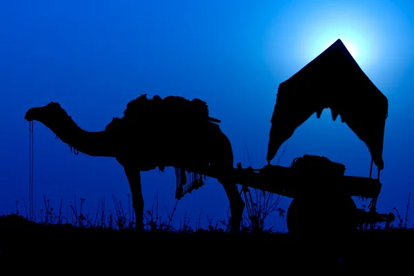 Silhouette camel at sunset in India . — Stock Photo, Image