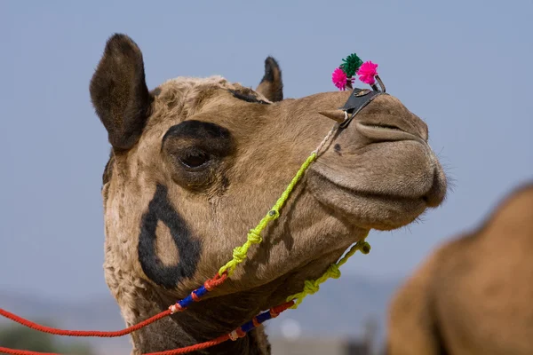 Cammello alla fiera di Pushkar, Rajasthan, India — Foto Stock