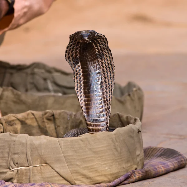 Kobra królewska wąż w północnych Indiach — Zdjęcie stockowe
