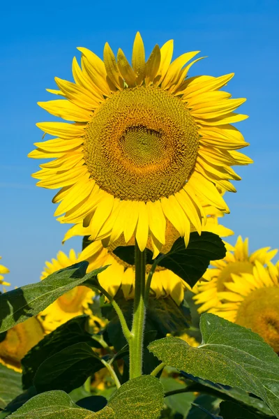 Sunflower field over blue sky — Stock Photo, Image