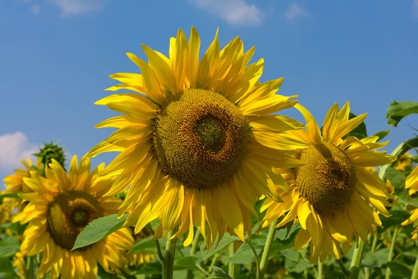 Medan bunga matahari di atas langit biru — Stok Foto