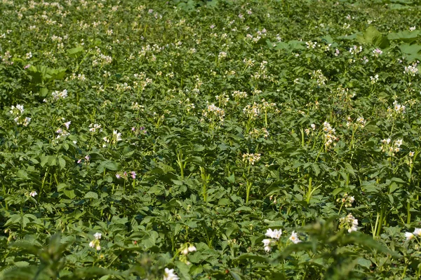 Campo de patatas — Foto de Stock