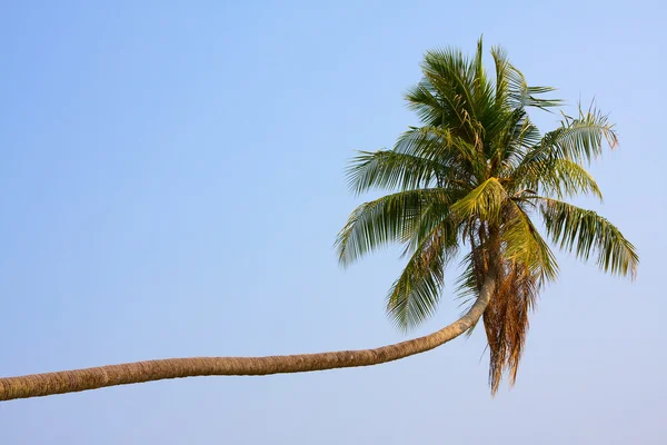 Kókuszdió pálmafa — Stock Fotó