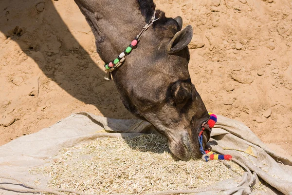Camelo na Feira de Pushkar, Rajastão, Índia — Fotografia de Stock