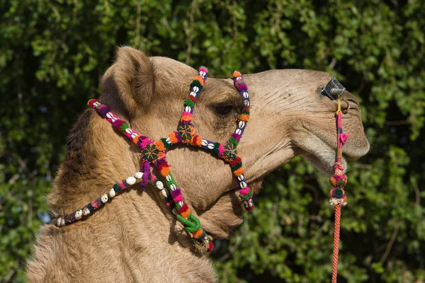 Camel, Indien — Stockfoto