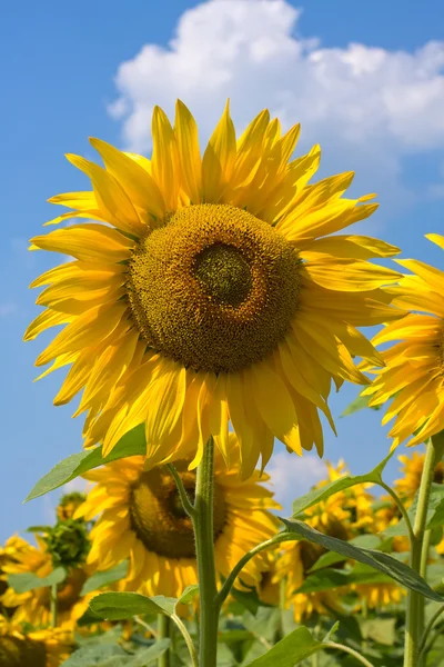 Solros fält under blå himmel — Stockfoto