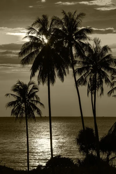 Palmeras en el fondo de una hermosa puesta de sol — Foto de Stock