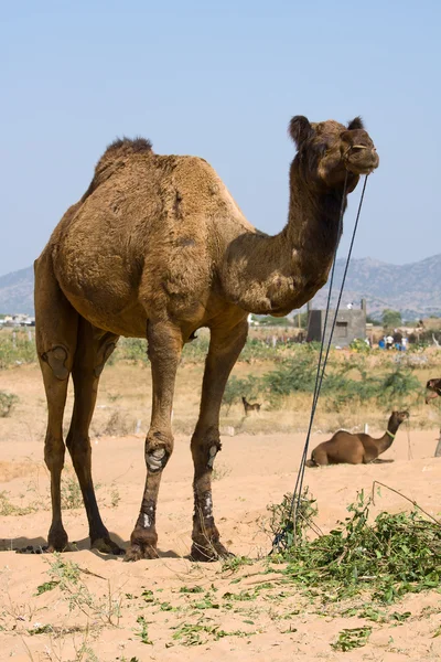 Kameel at pushkar fair, rajasthan, india — Stockfoto