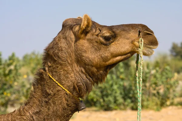 Cammello alla fiera di Pushkar (Pushkar Camel Mela) Rajasthan, India — Foto Stock