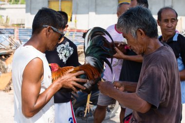 Unidentified men during Philippine traditional cockfighting competition. clipart
