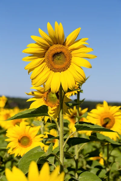Pole slunečnice na Ukrajině — Stock fotografie
