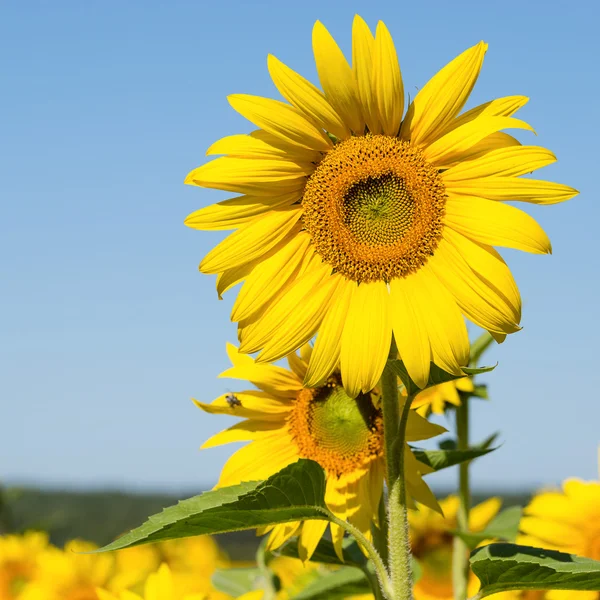 Campo di girasoli in Ucraina — Foto Stock