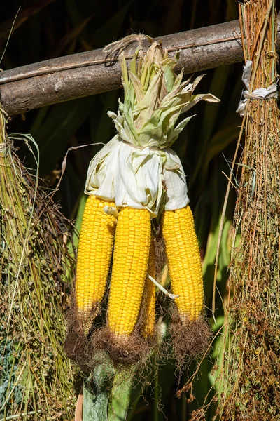 Séchage du maïs en Ukraine — Photo