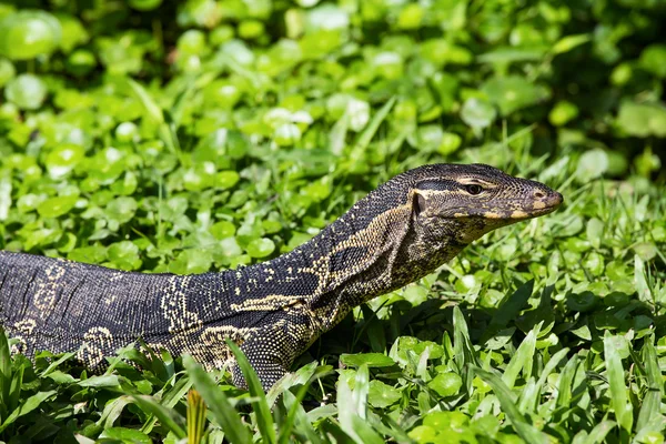 Monitor lizard (Varanus salvator) vivent dans le parc Lumpini à Bangkok, Thaïlande — Photo