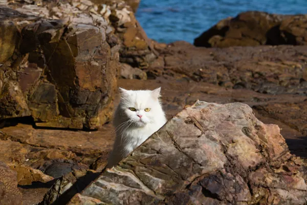 Bezaubernd süße weiße gestromte Perserpuppe Katze sitzt entspannt am Strand — Stockfoto